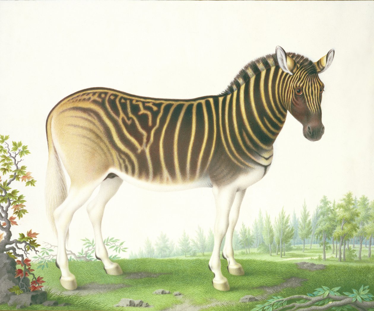 A Quagga (kvaš a wc na pergamenu) od Nicolas Robert