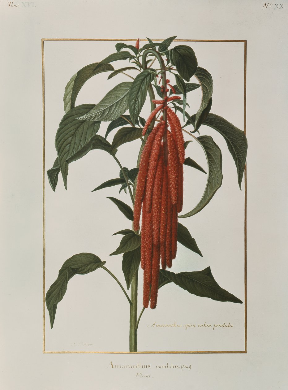 Amaranthus Caudatus (wc na pergamenu) od Nicolas Robert