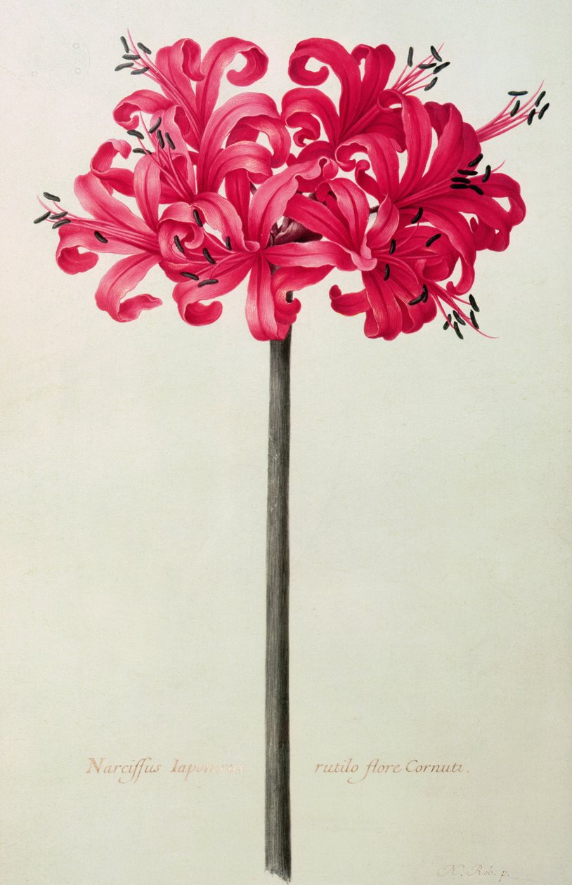 Amaryllis Sarniensis nebo Narcissus (wc na pergamenu) od Nicolas Robert