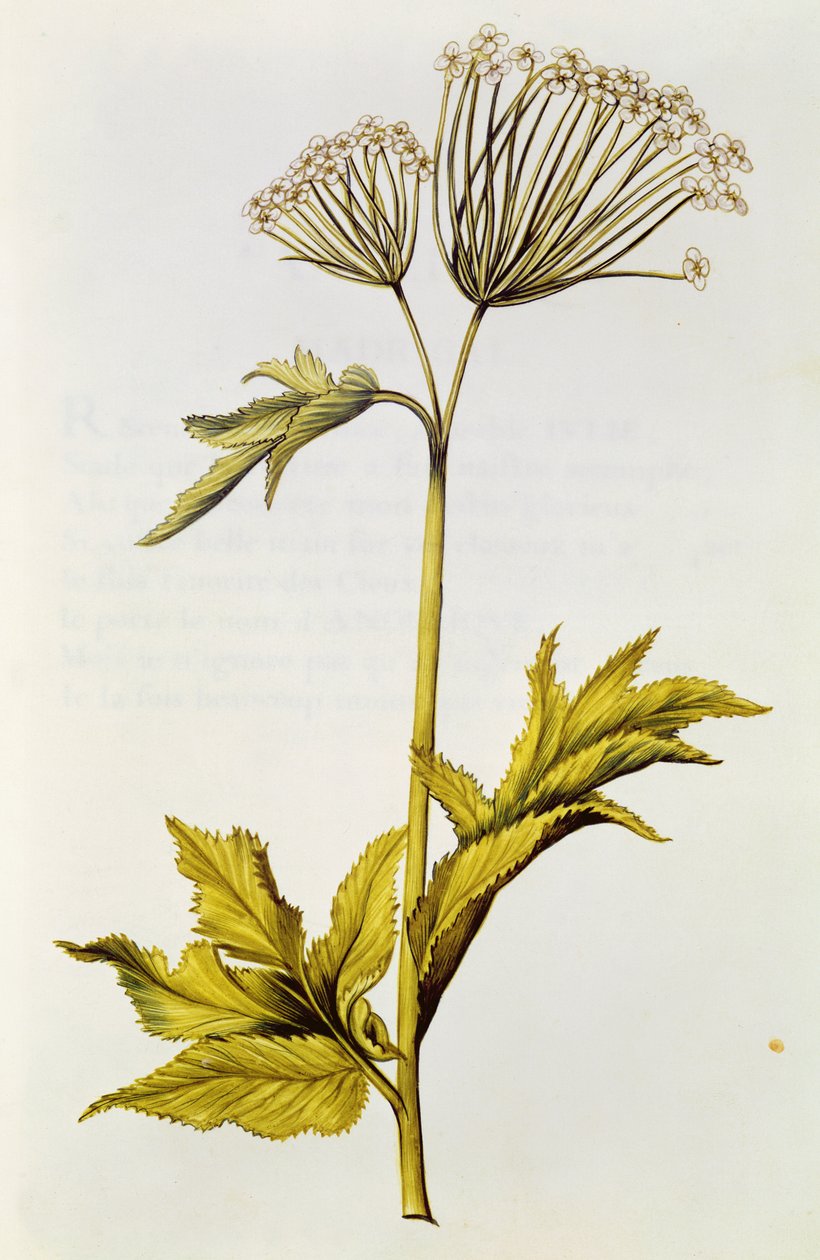 Angelica, z 