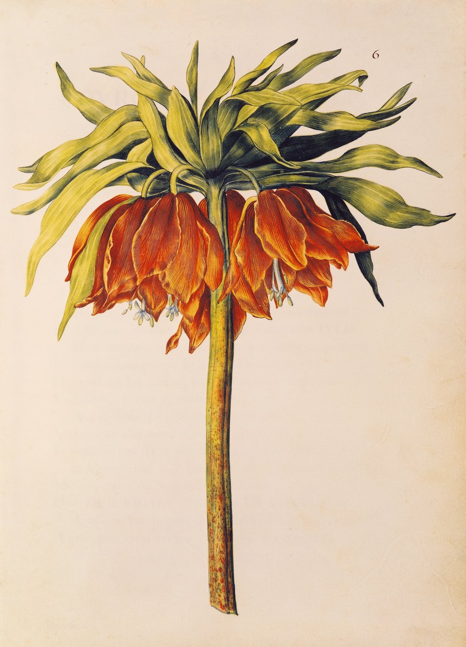 Crown Imperial Lily nebo Fritillary, z 