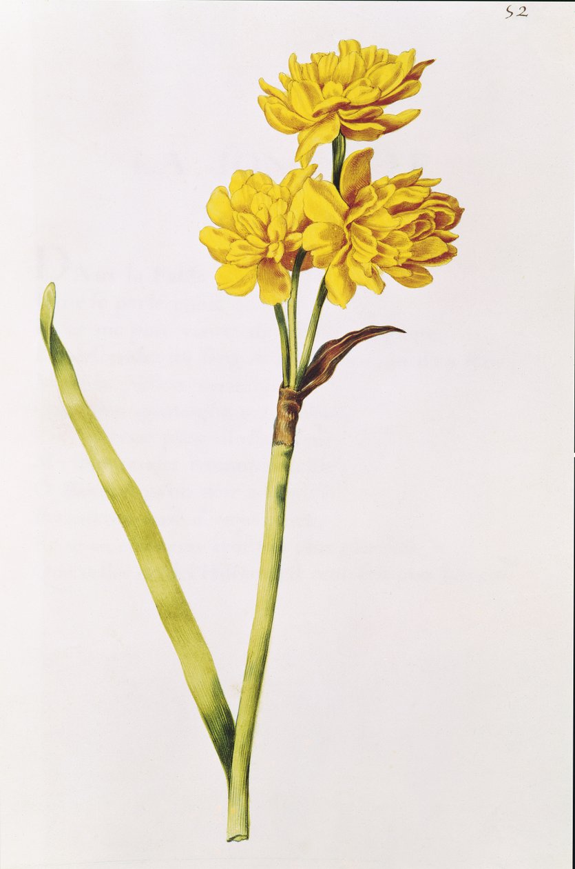 Jonquil, z 