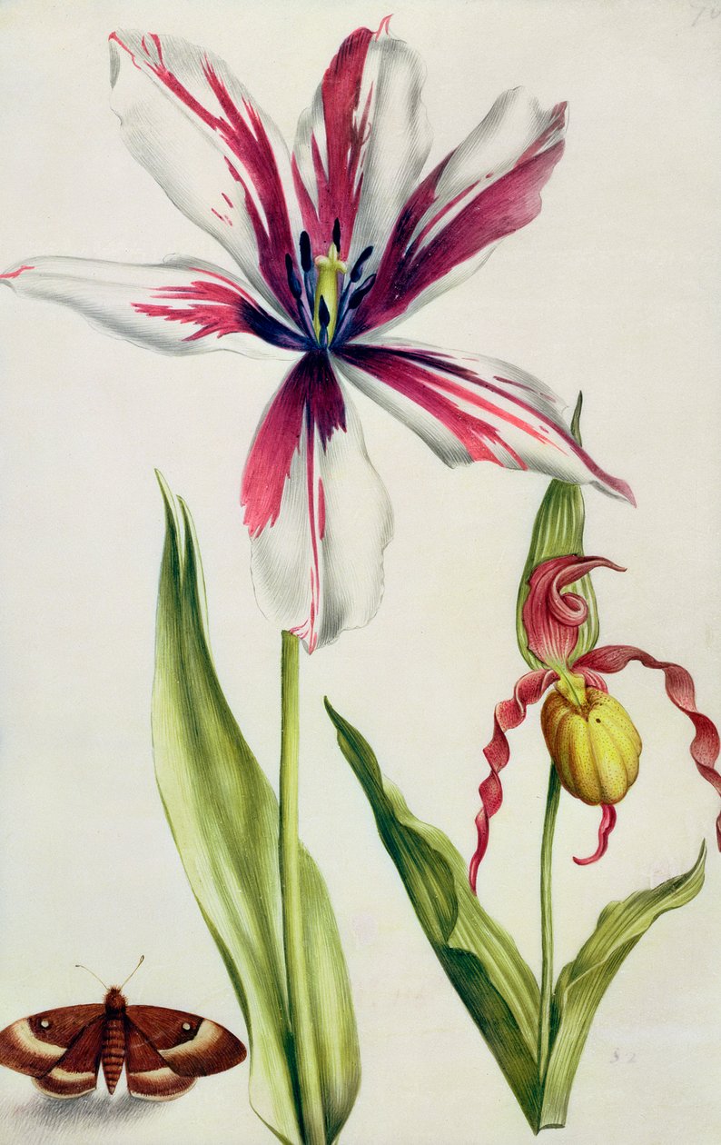 Orchidej, tulipán a motýl, cca 1675 (kvaš na pergamenu) od Nicolas Robert