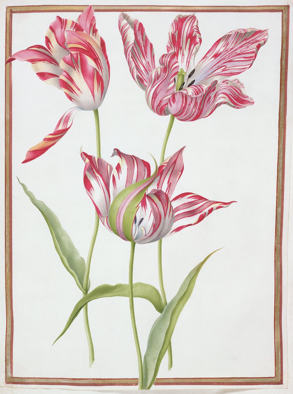 PD.109-1973.f14 Tři „zlomené“ tulipány (wc na pergamenu) od Nicolas Robert
