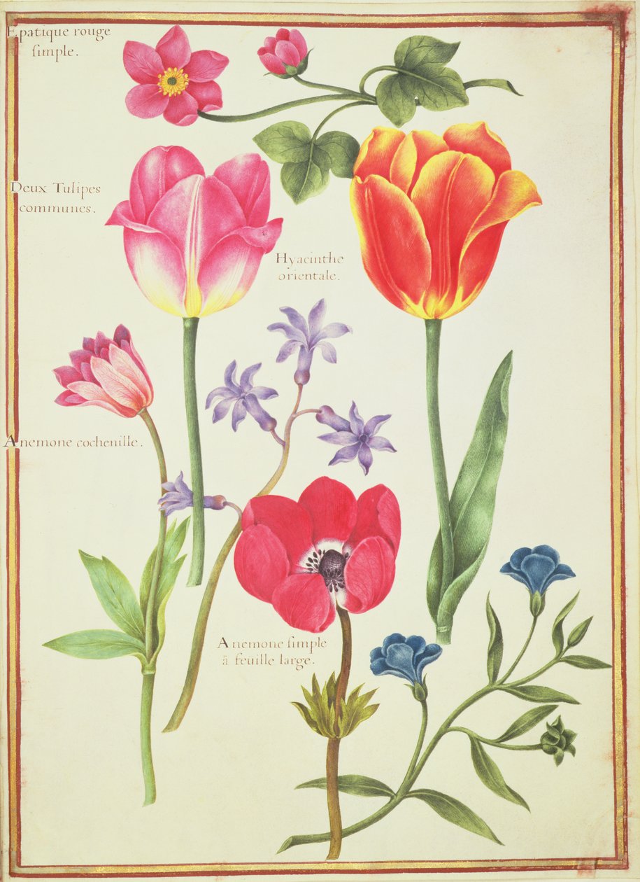 PD.109-1973.f40 Flower Studies (wc na pergamenu) od Nicolas Robert