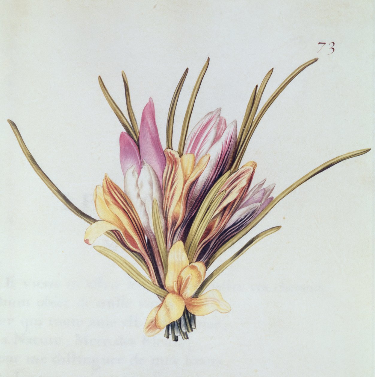 Saffron nebo Crocus, z 