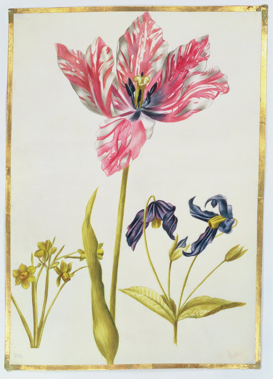 Tulip and Daffodil, c.1675 (kvaš na pergamenu) od Nicolas Robert