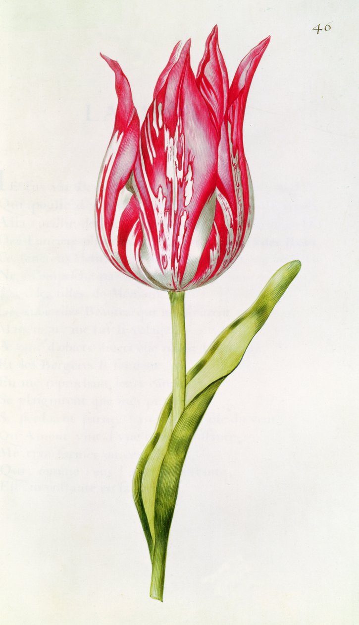 Tulipán, z 