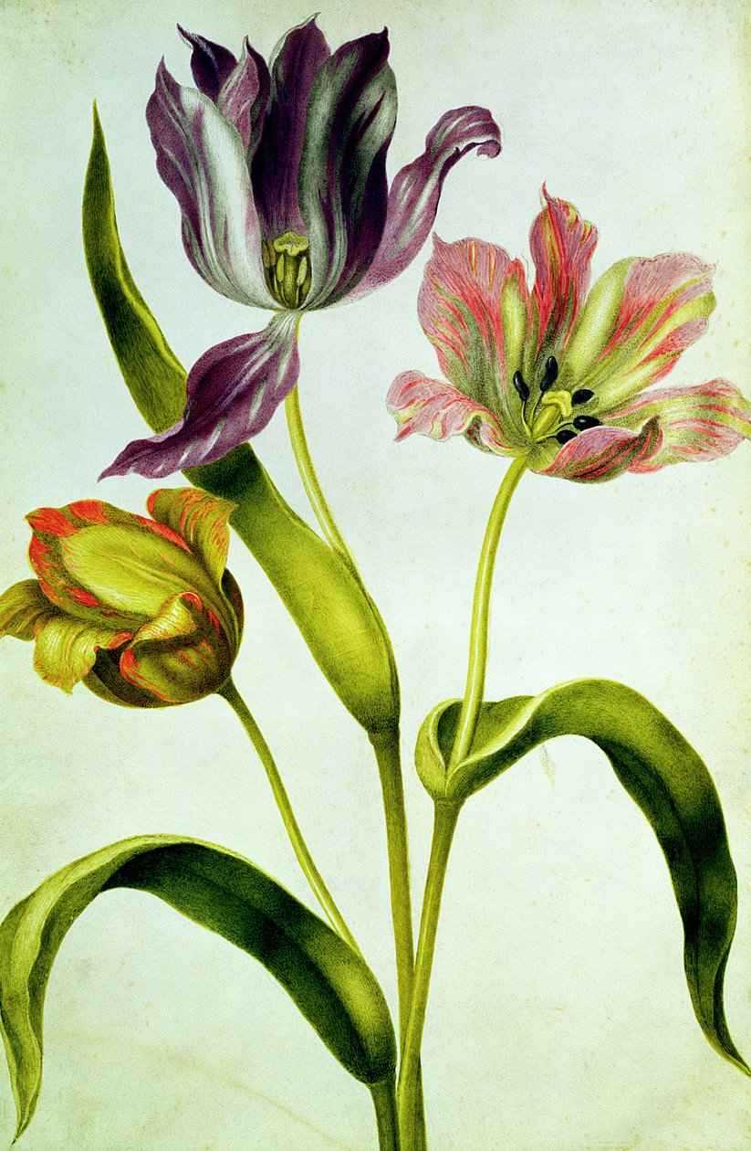 Tulipány, cca 1675 (kvaš na pergamenu) od Nicolas Robert