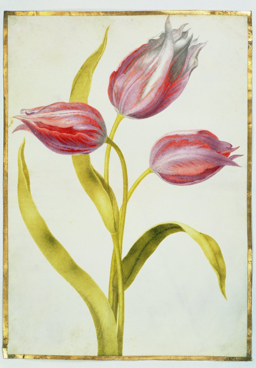 Tulipány, cca 1675 (kvaš na pergamenu) od Nicolas Robert