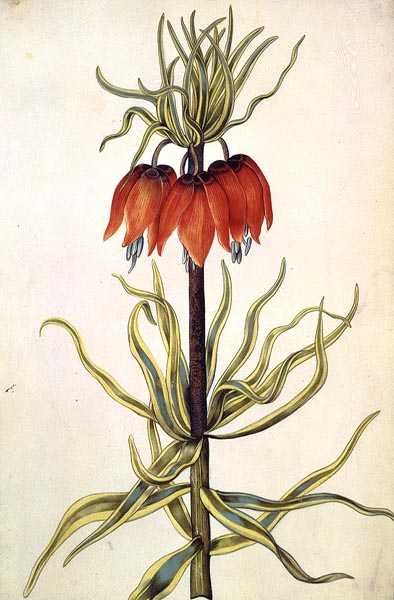 Fritilleria, asi 1675 (kvaš na pergamenu) od Nicolas Robert