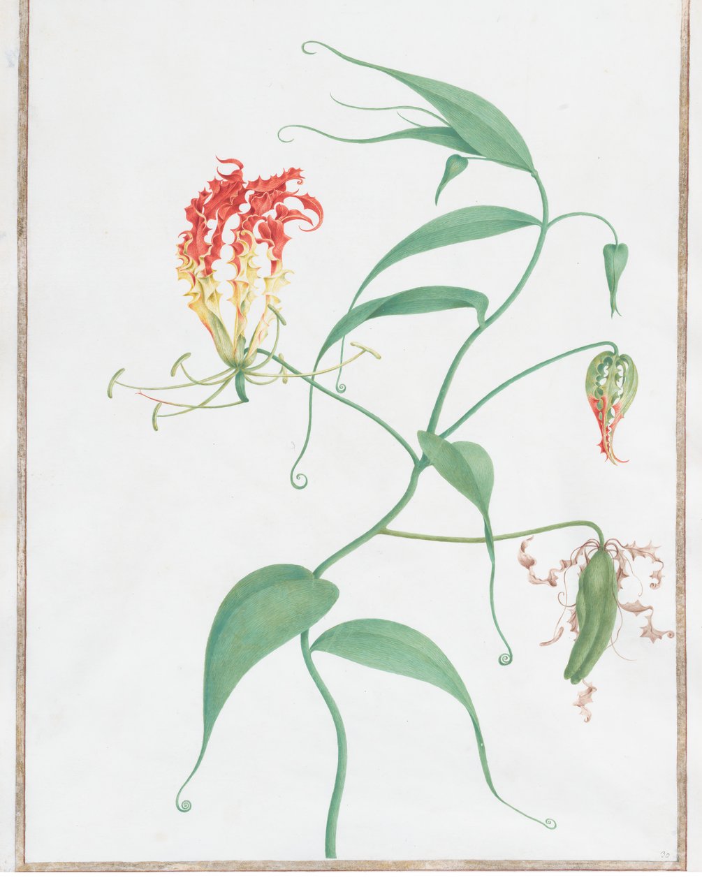 Gloriosa Superba Climbing Lily, ca. 1660. od Nicolas Robert