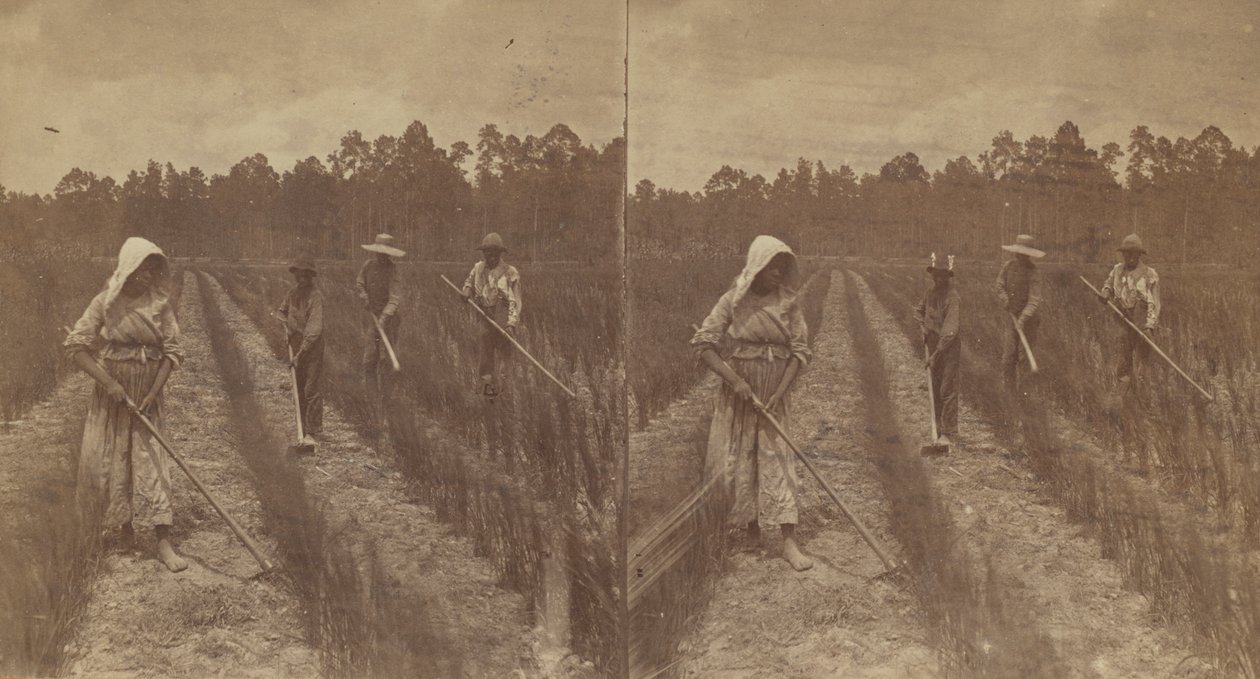 Hoeing Rice, 1876-1888. od O. Pierre Havens