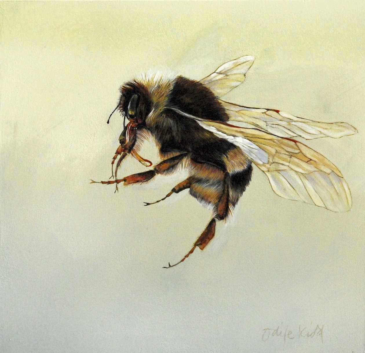 Bombus terrestris 4, 2011 (akryl na dřevě) od Odile Kidd