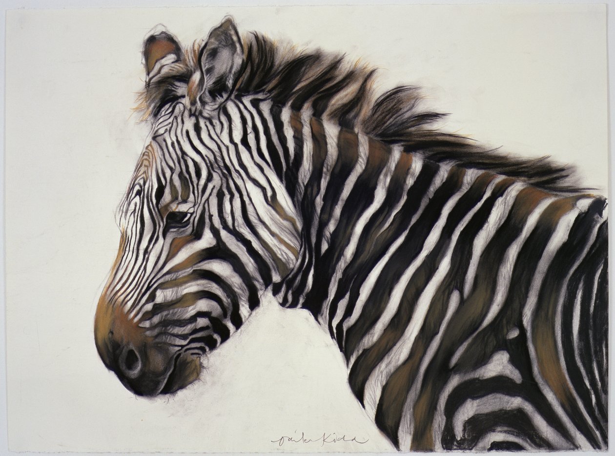 Zebra, 2002 (uhel a křída) od Odile Kidd