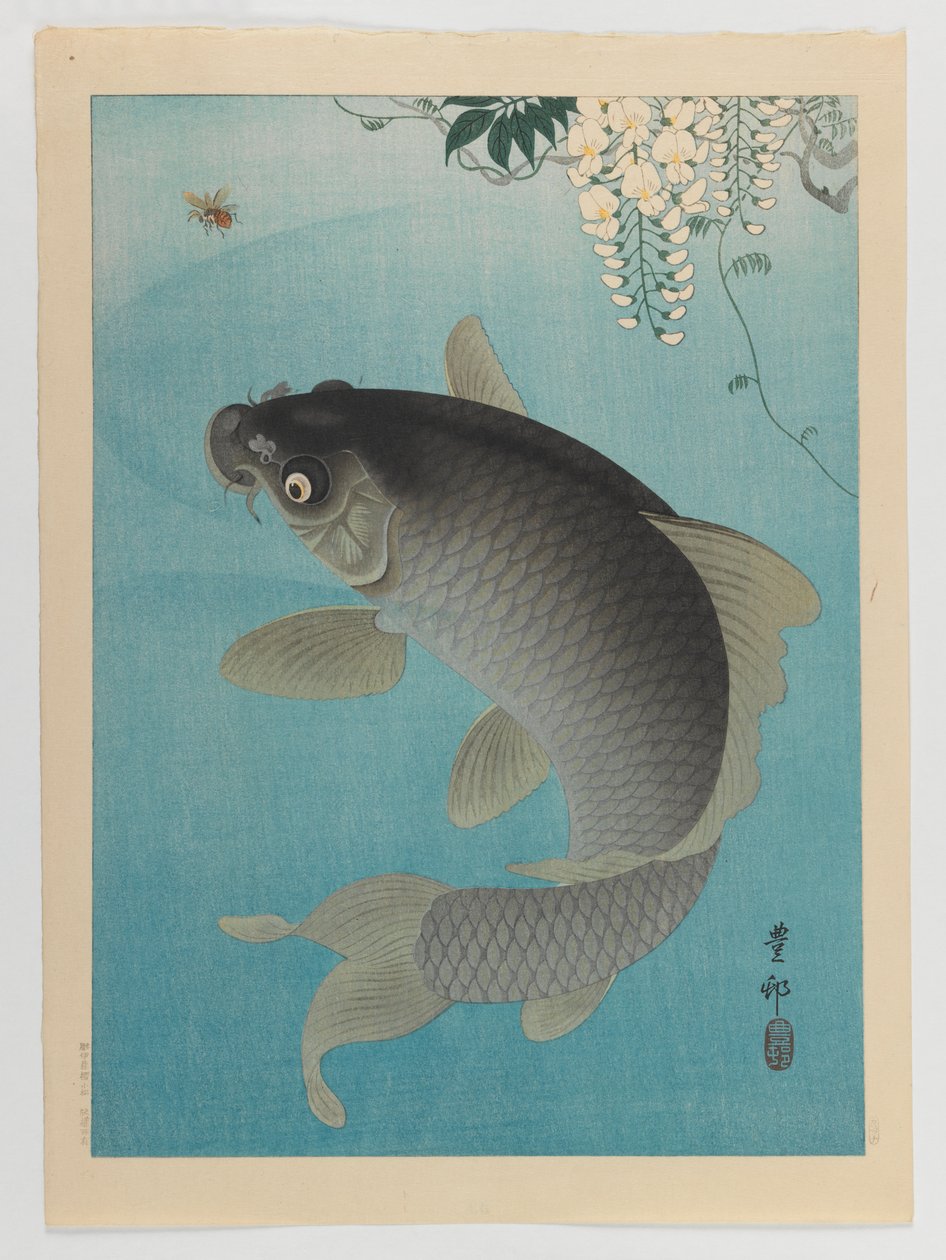 Carp Beneath Wisteria, cca 1935 (barevný tisk ze dřeva) od Ohara Koson