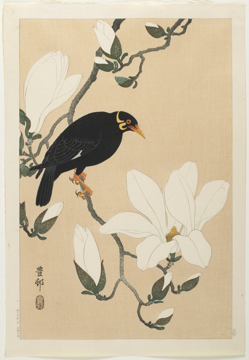 Hill Myna na větvi Magnolia, polovina 20. století od Ohara Koson