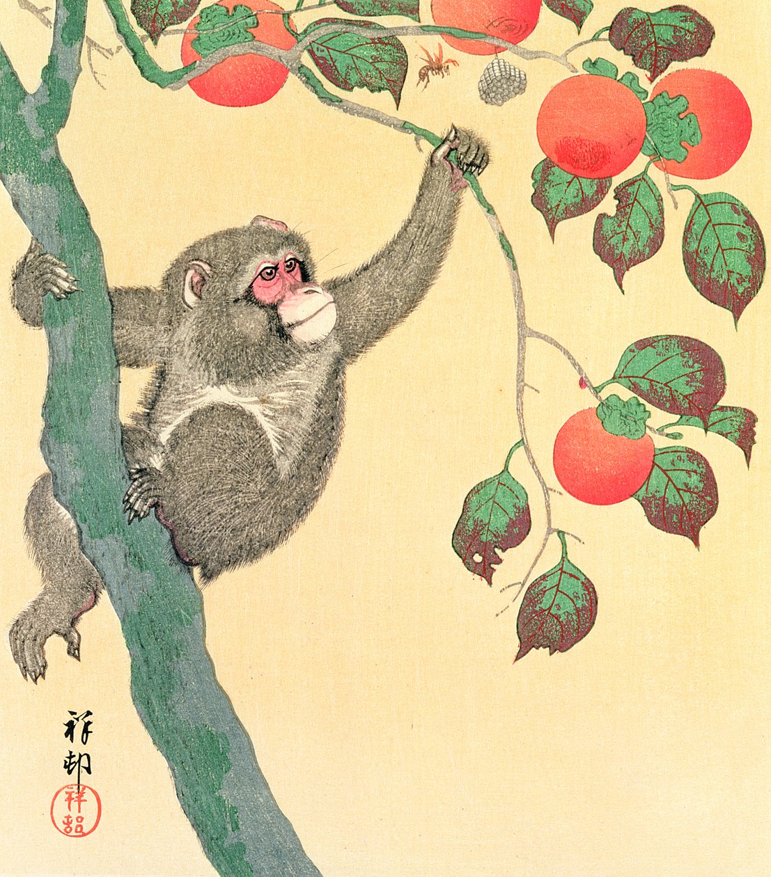 Monkey in a Persimmon Tree, 1935 (barevný dřevotisk) od Ohara Koson