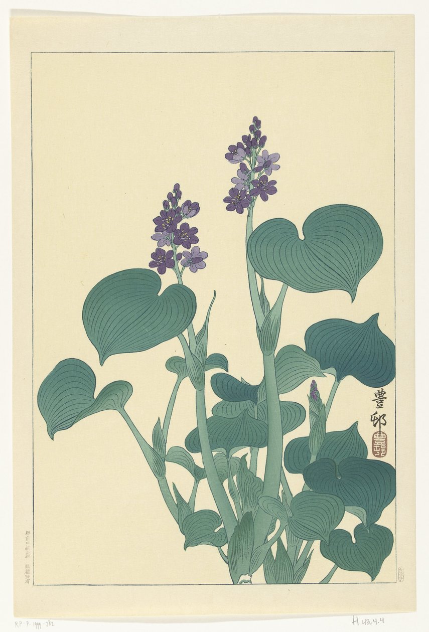 Kvetoucí hosta od Ohara Koson