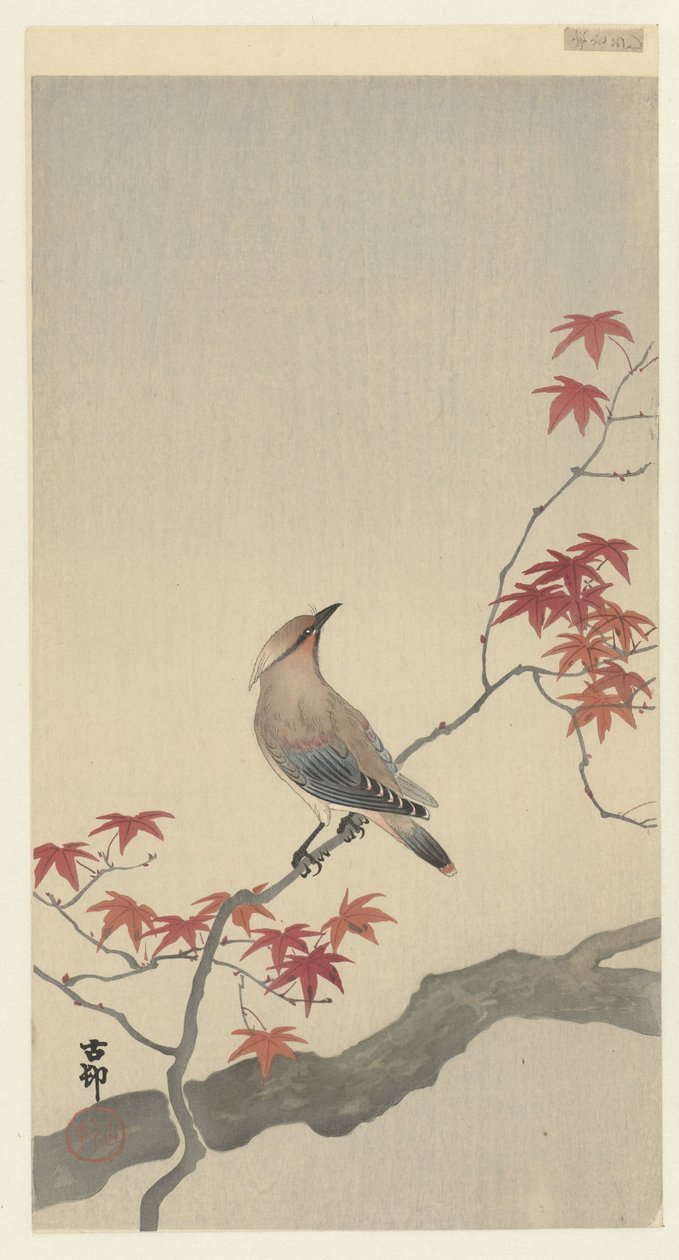 Voskovka japonská na javoru. od Ohara Koson