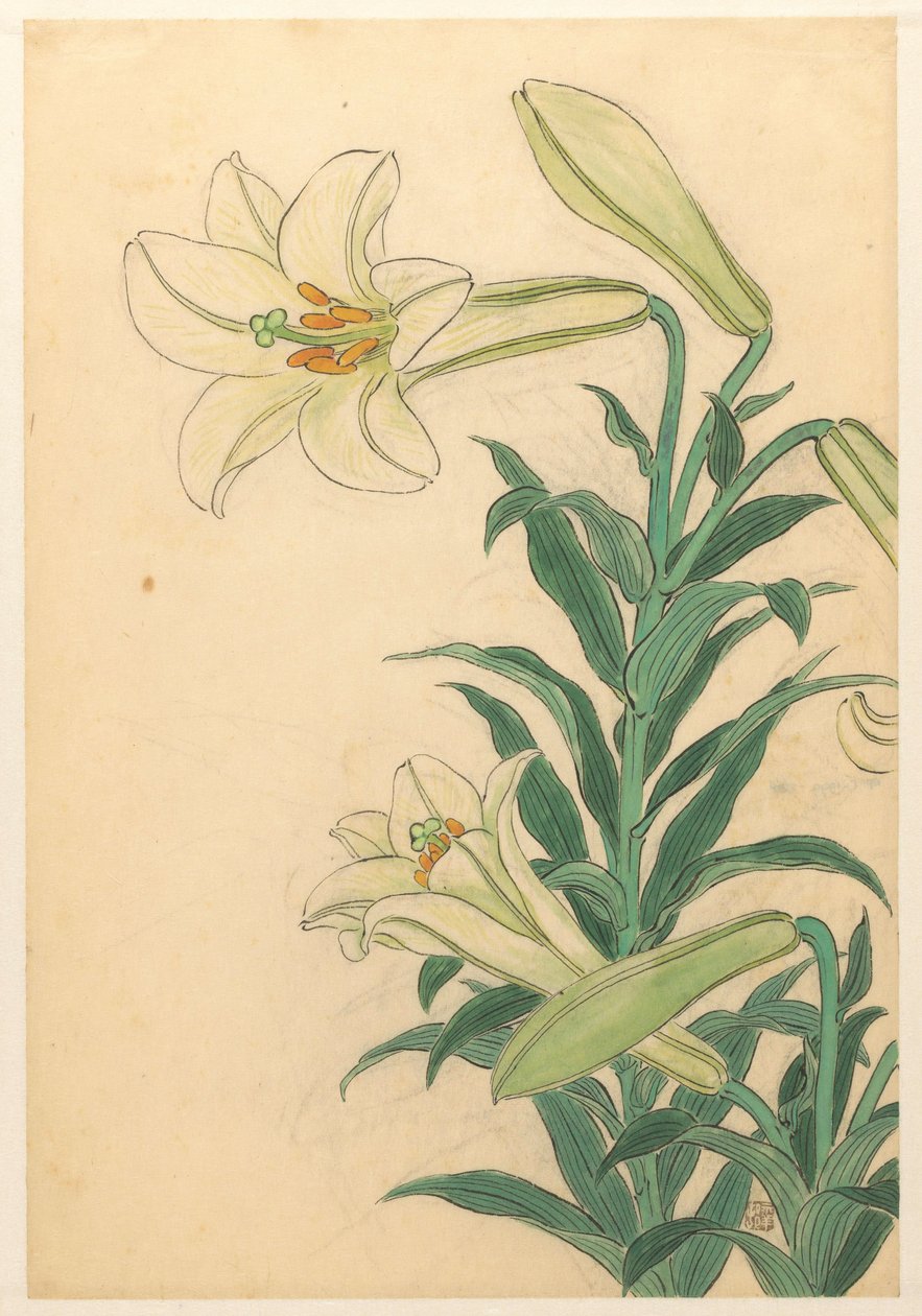 Lilie Teppoyuri od Ohara Koson