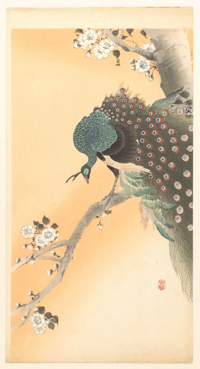 Riikinkukko kirsikkapuussa od Ohara Koson