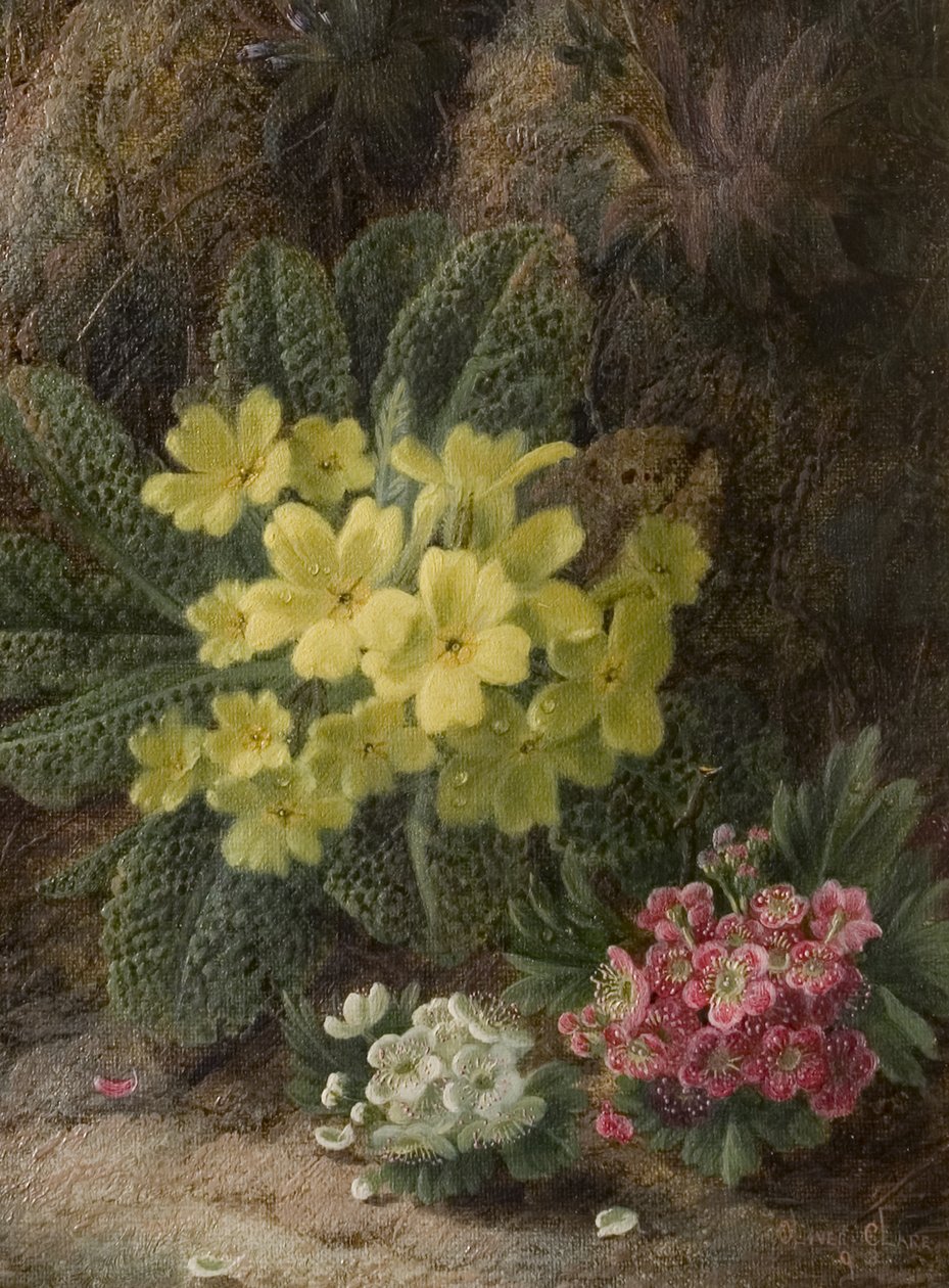 Primroses, 1893 od Oliver Clare
