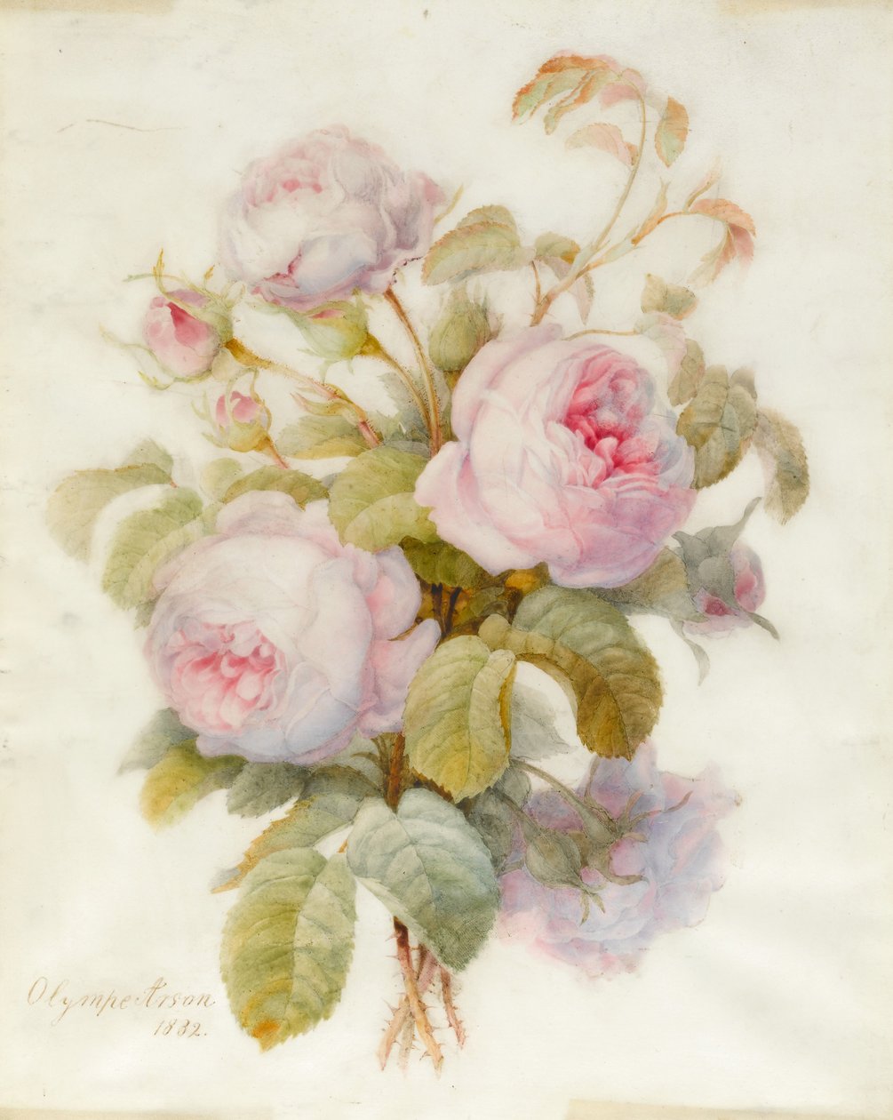 Bunch of Centifolio Roses, 1832 (wc přes grafitový obrys na pergamenu) od Olympe Arson