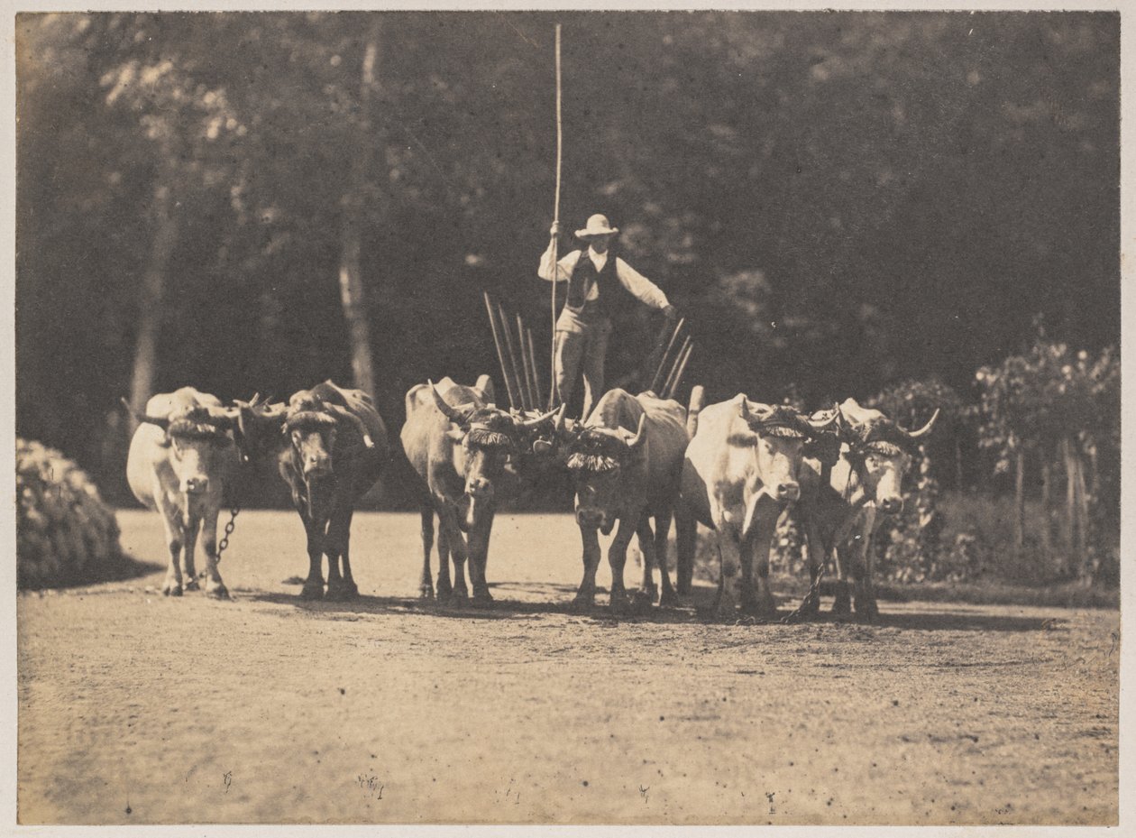 Six Oxen Team se svým řidičem od Olympe Aguado