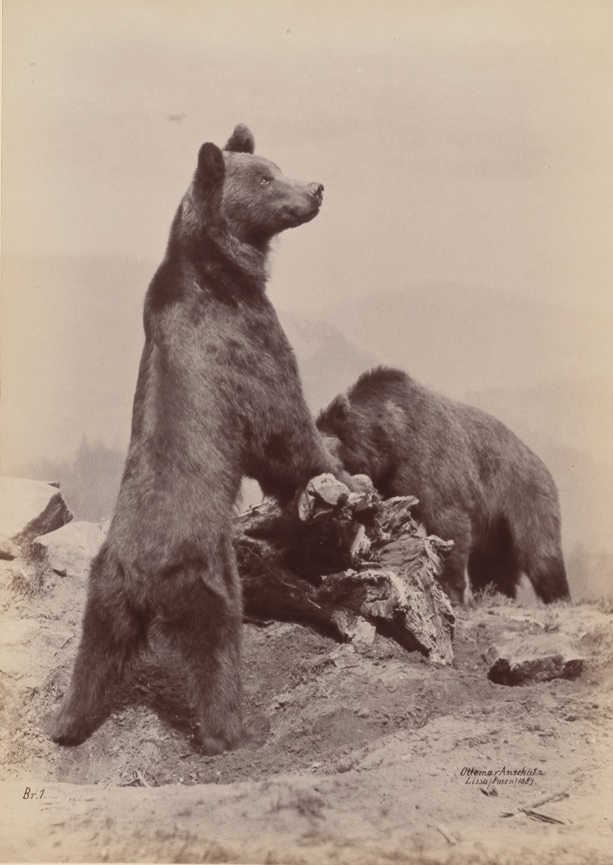 [Dva medvědi], 1889. od Ottomar Anschütz