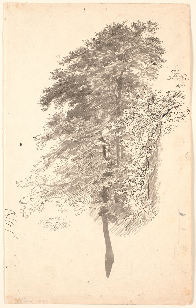 Studie vysokých štíhlých stromů s listy. od P.C. Skovgaard