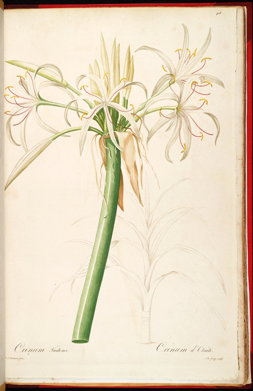 Crinum asiaticum var. stopkatý od Pierre Joseph Redouté