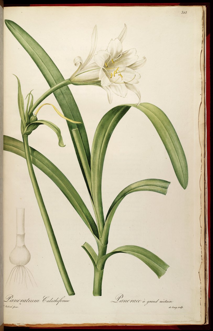 Ismene narcissiflora od Pierre Joseph Redouté