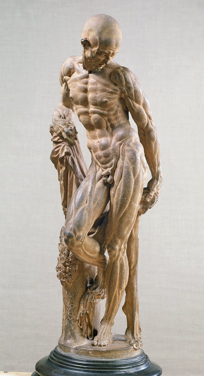 Muscle Man, 1569 (terakota) od Paludanus