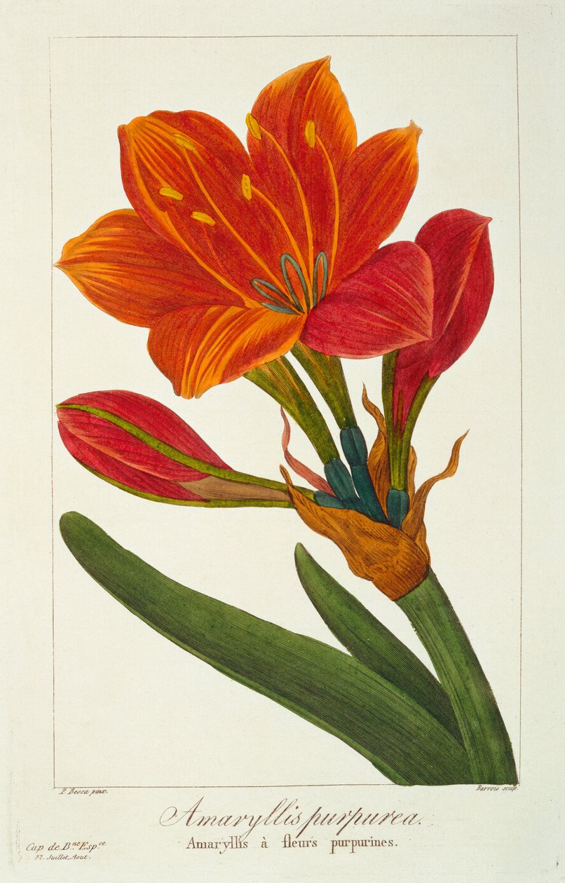 Amaryllis Purpurea, hospoda. 1836. od Panacre Bessa