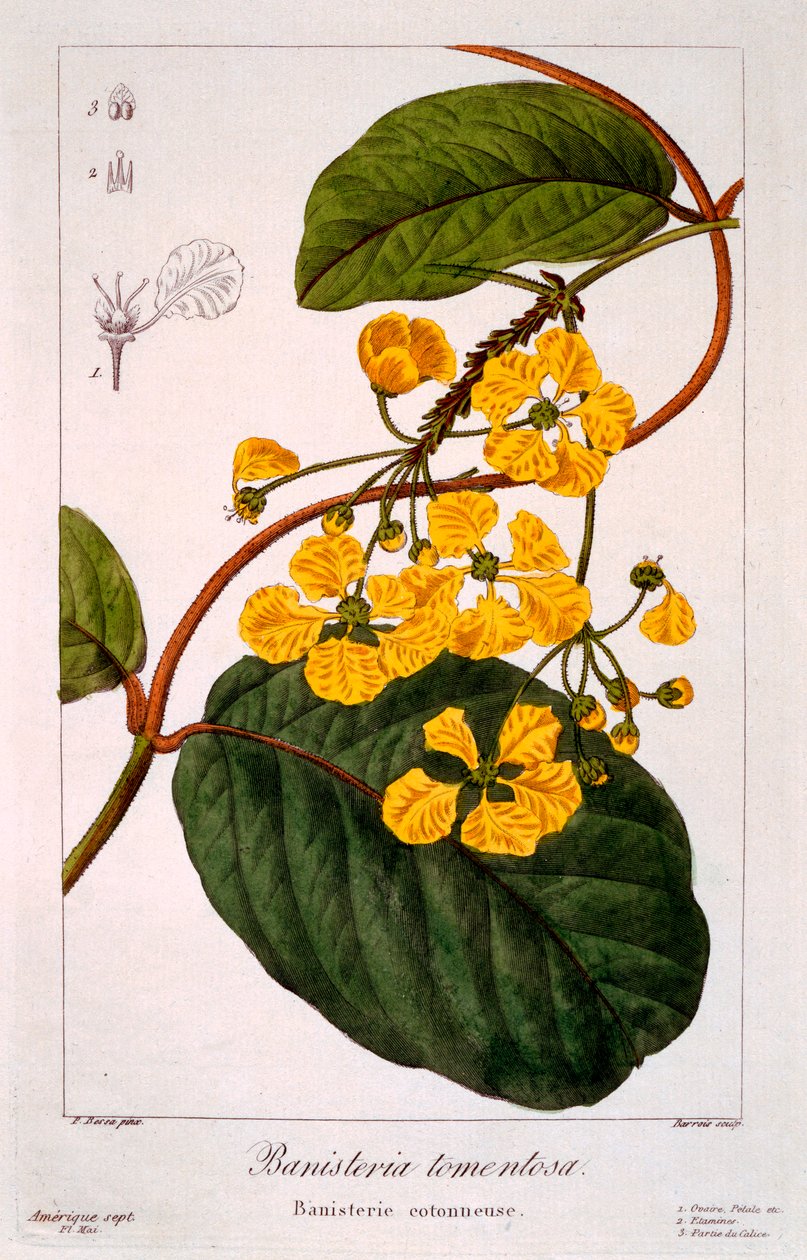 Zábradlí: B. bouřlivý, hospoda. 1836. od Panacre Bessa