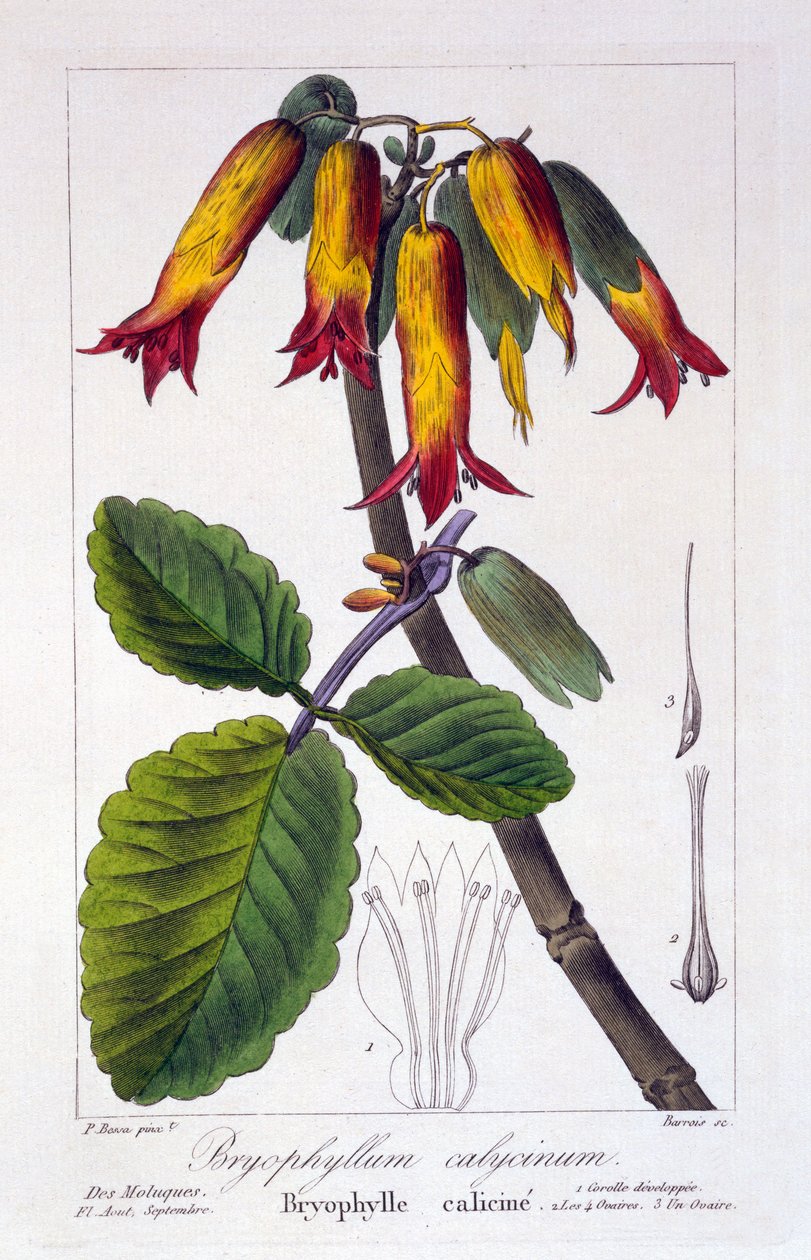 Bryophyllum calycinum, pub. 1836 od Panacre Bessa