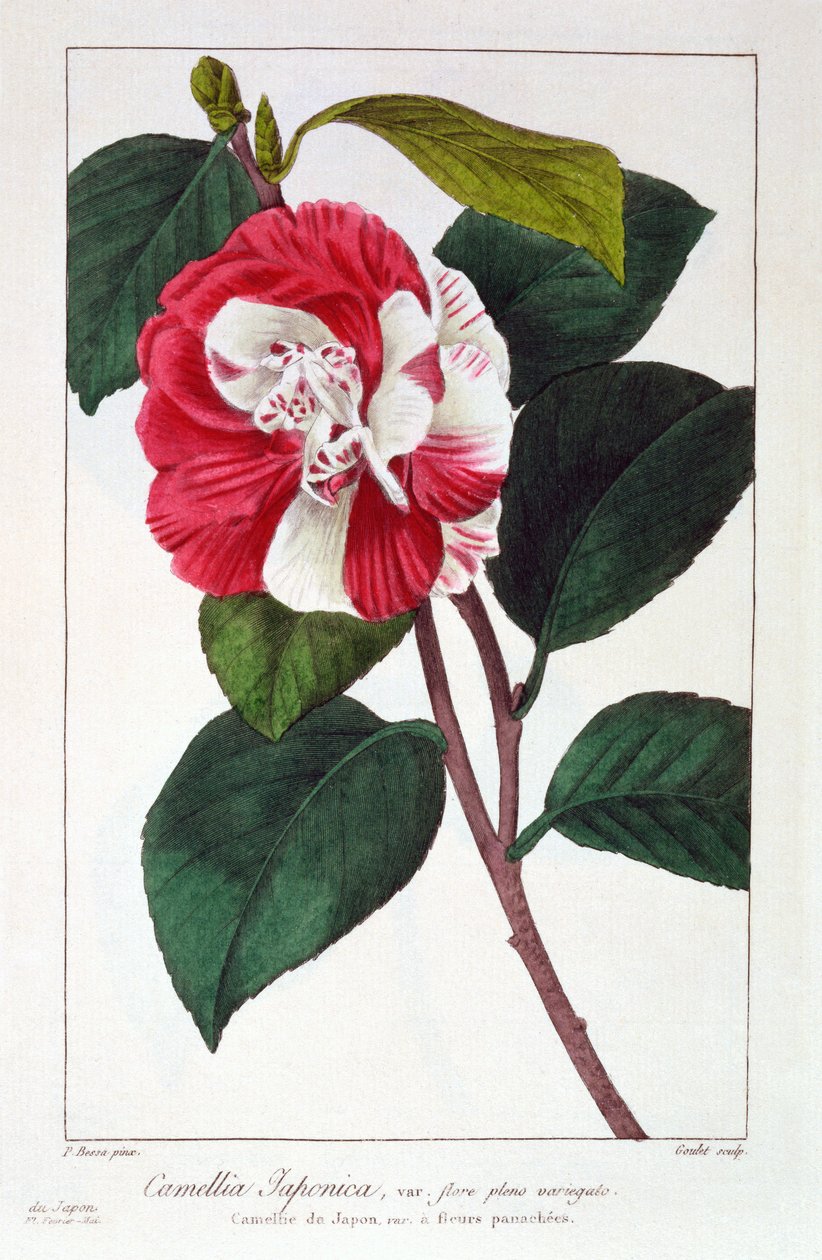 Camellia Japonica, hospoda. 1836. od Panacre Bessa