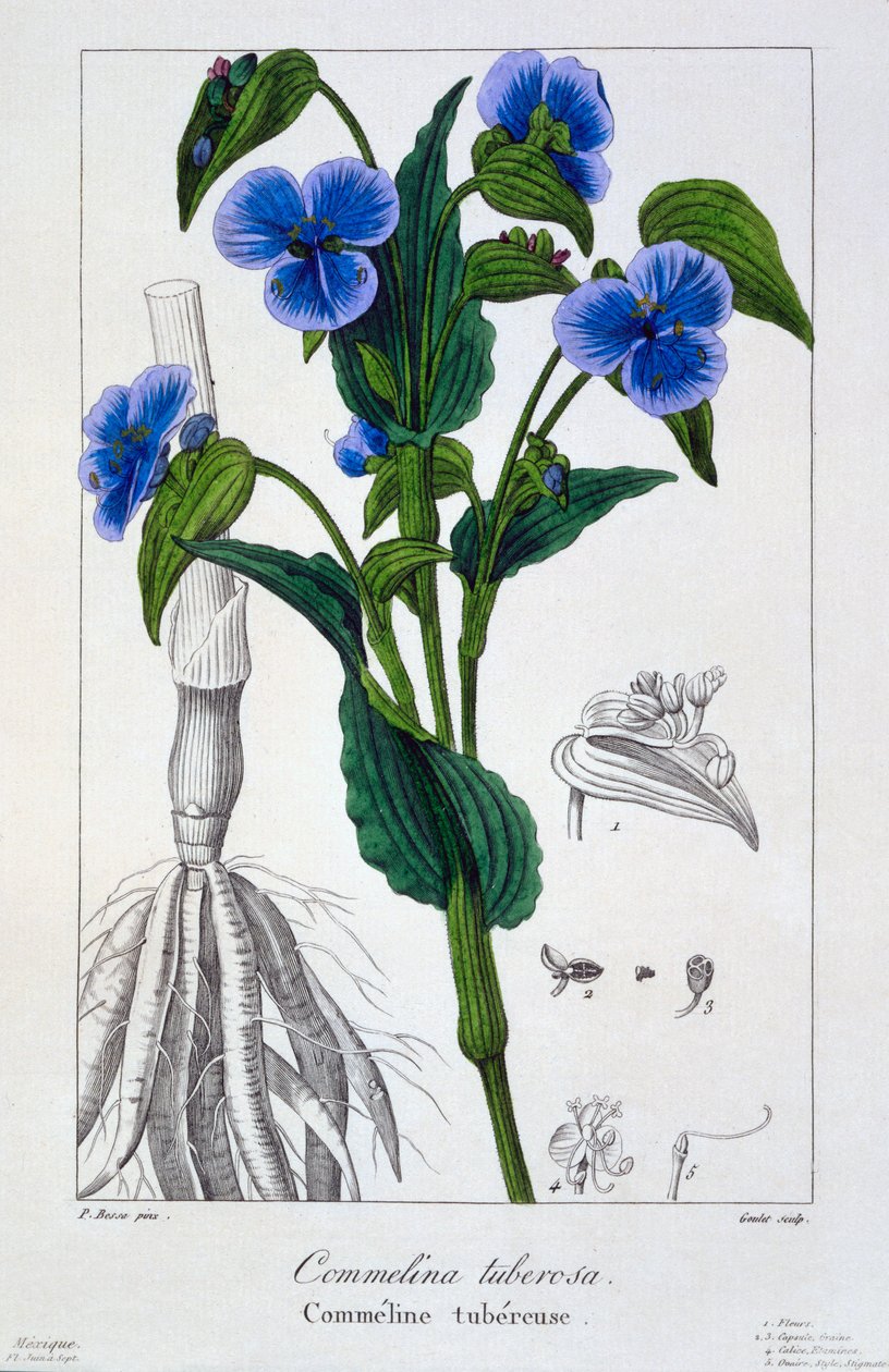 Commelina tuberosa, hospoda. 1836 od Panacre Bessa