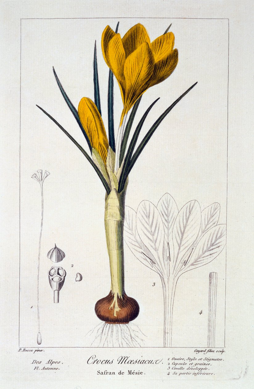 Crocus Maesiacus, 1836. od Panacre Bessa