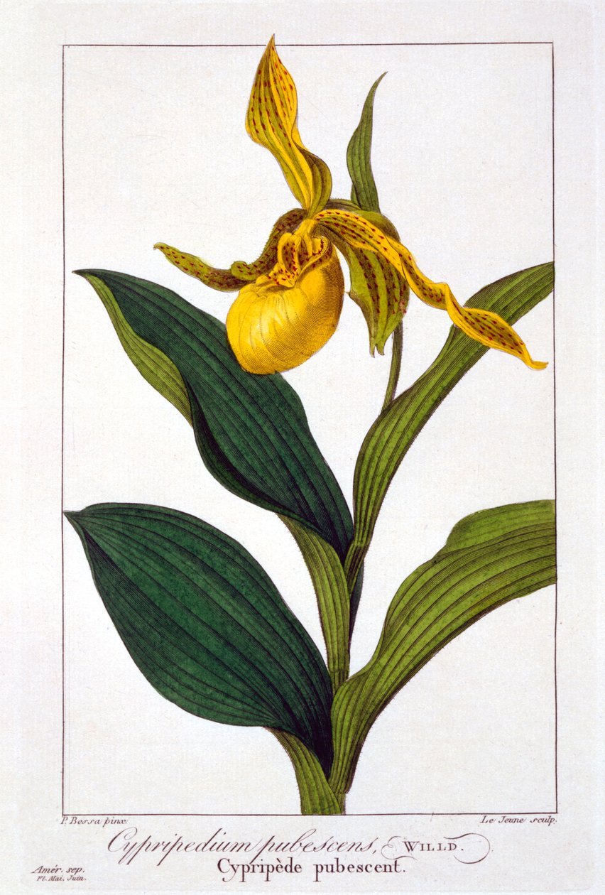 Cypripedium, hospoda. 1836. od Panacre Bessa