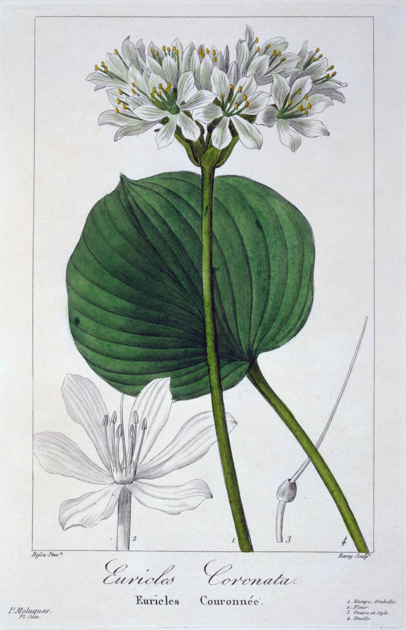 Euricles coronata, hospoda. 1836. od Panacre Bessa