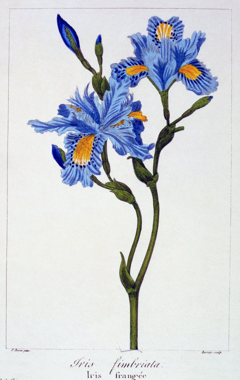 Iris s třásněmi, hospoda. 1836. od Panacre Bessa