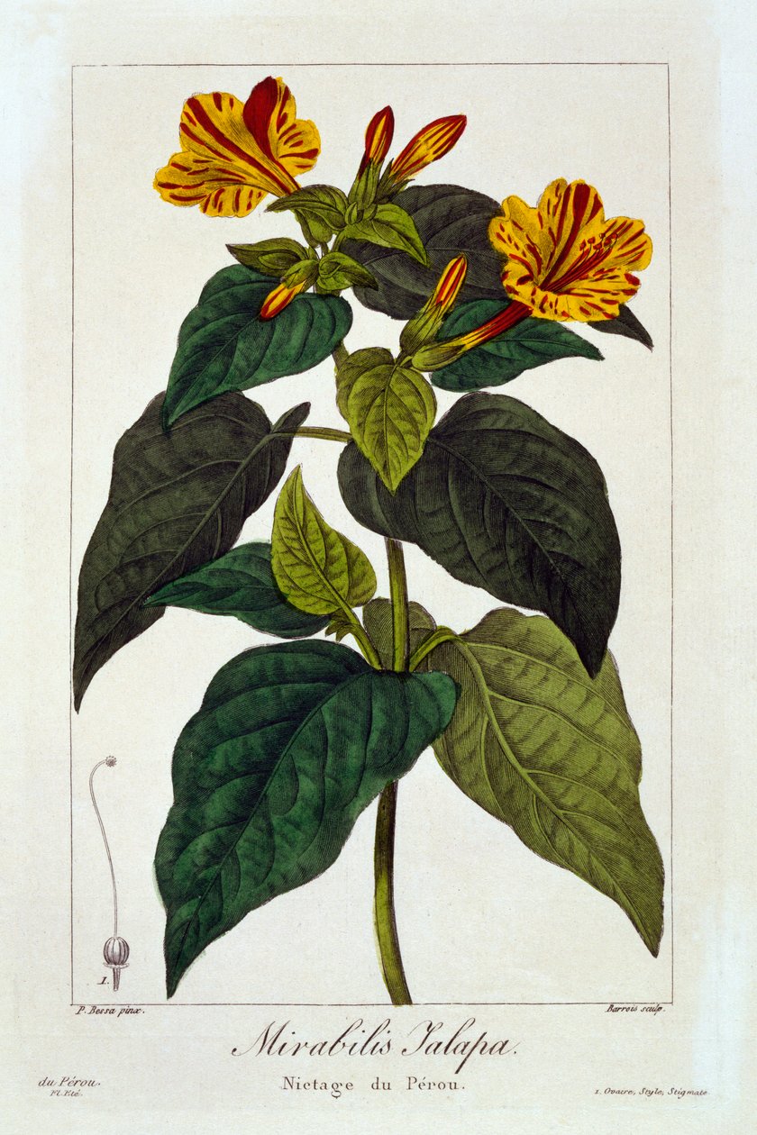 Ipomea Purga,  pub. 1836. od Panacre Bessa