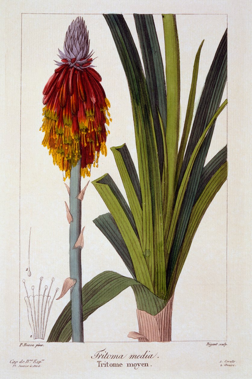 Kniphofia,  pub. 1836. od Panacre Bessa