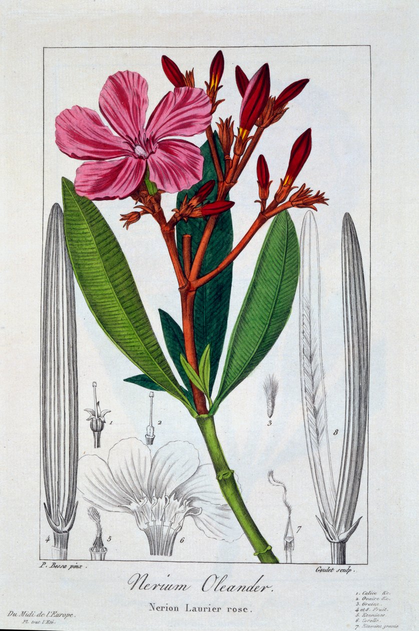 Nerium Oleander, hospoda. 1836. od Panacre Bessa