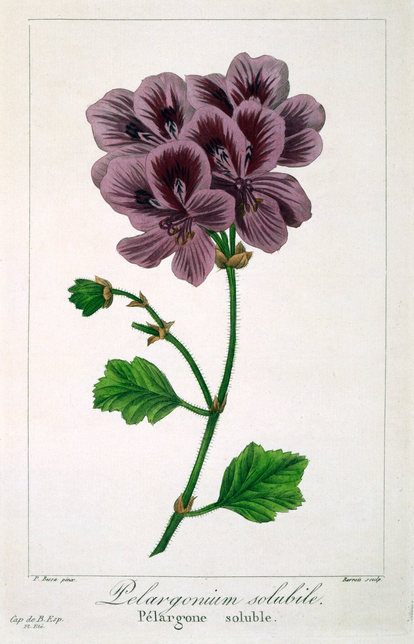 Pelargonium, hospoda. 1836. od Panacre Bessa