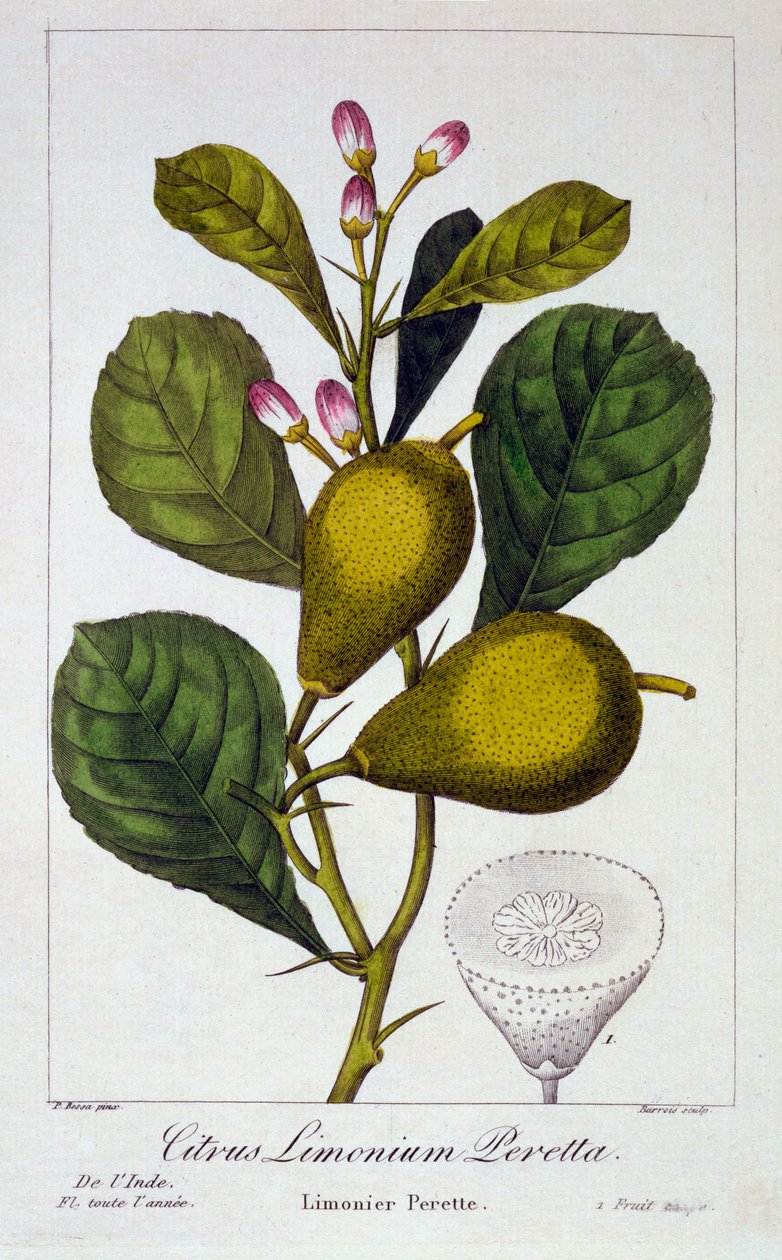 Peretta Lemon, hospoda. 1836. od Panacre Bessa