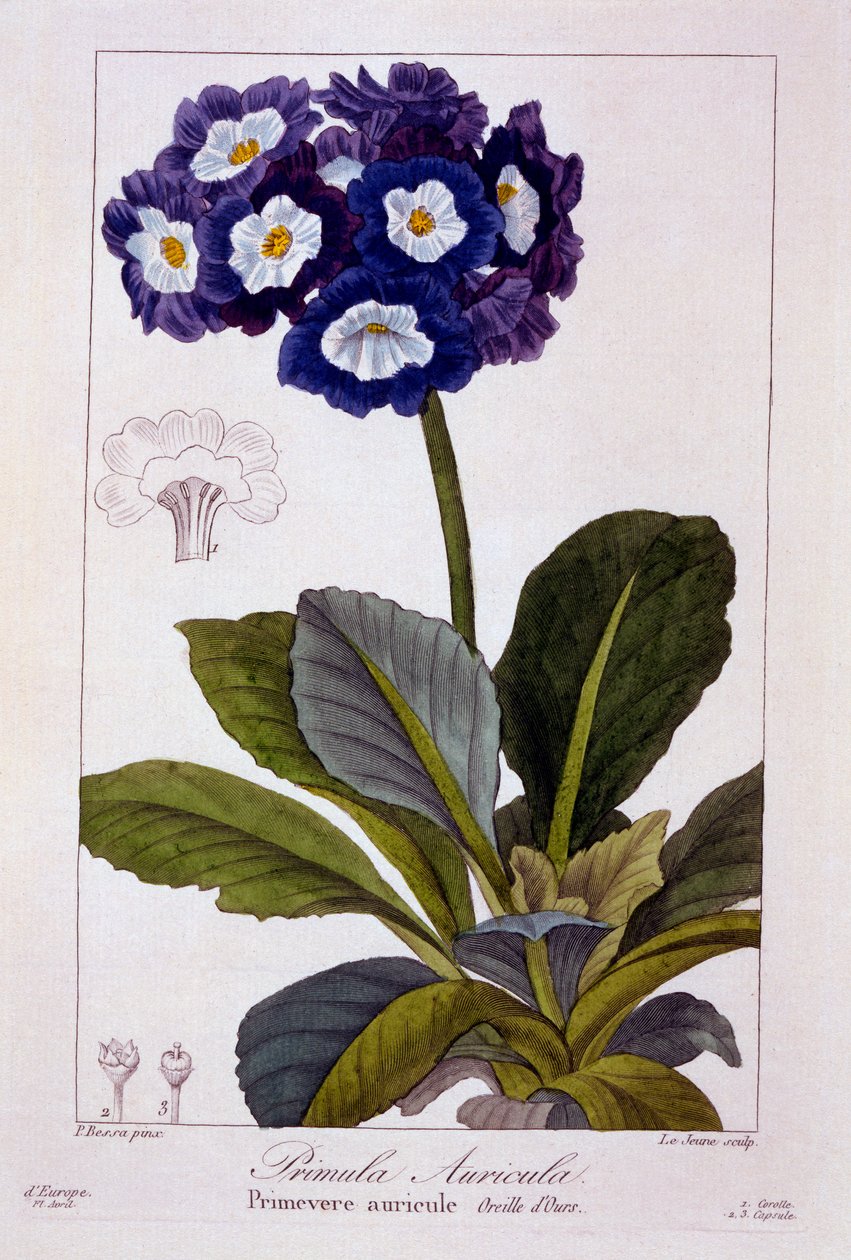 Primula auricula, hospoda. 1836. od Panacre Bessa