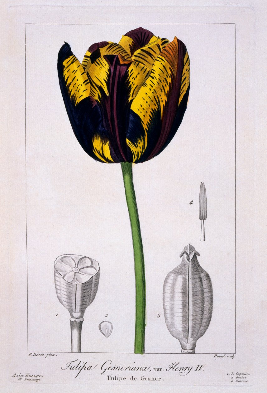 Tulipán: Král Jindřich IV., hospoda. 1836. od Panacre Bessa